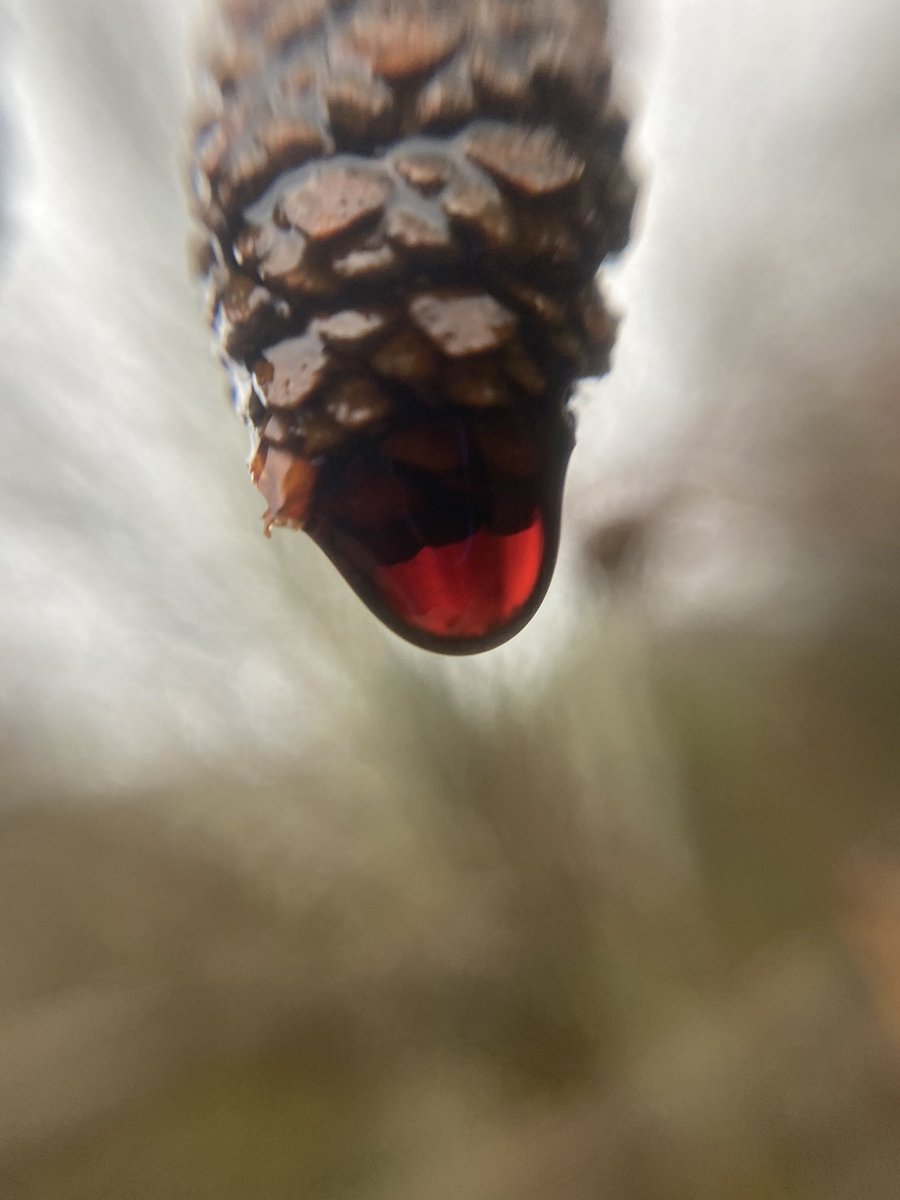 Oh my GOODNESS I’ve wanted to see this for ages! 🥳 Alders contain tannins that leach into gathering raindrops, dyeing the liquid with colour. The effect is *stunning*. This Alder (Alnus glutinosa) I came across was glinting gold, amber &amp; deep wine red. How beautiful is that! 😍