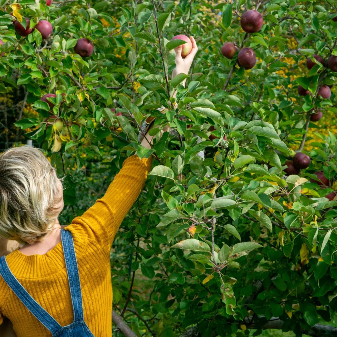 Apples grow well in Appalachia due to the region's temperate climate and full sunlight, ideal for producing sweet, juicy apples. The plentiful rainfall and soil moisture in the area also contribute to the success of apple trees.