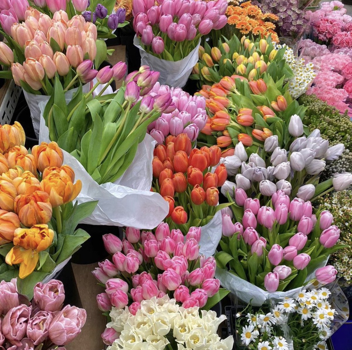 she loves tulips. she is me.