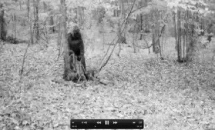 JasonMcEndoo's tweet photo. After roaming through East Texas this week I’m here to tell the you the “Sasquatch” rumors are true! I’ve seen w/ my own eyes several large creatures out in the Piney Woods!! #Squatch #bEASTtexas https://t.co/Jg99IL9hlC
