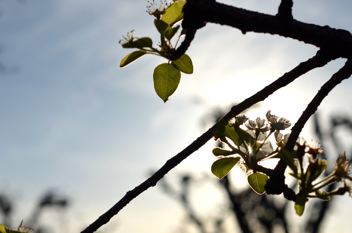 Cal_Pear's tweet photo. We're grateful to report that the series of storms that hit California will not affect this year's pear crop.
Many California pear trees are so resilient, that they've been standing for over 100yrs.
Learn about #CApear history here:https://t.co/K0LNwUWsmG https://t.co/LMlA17w726