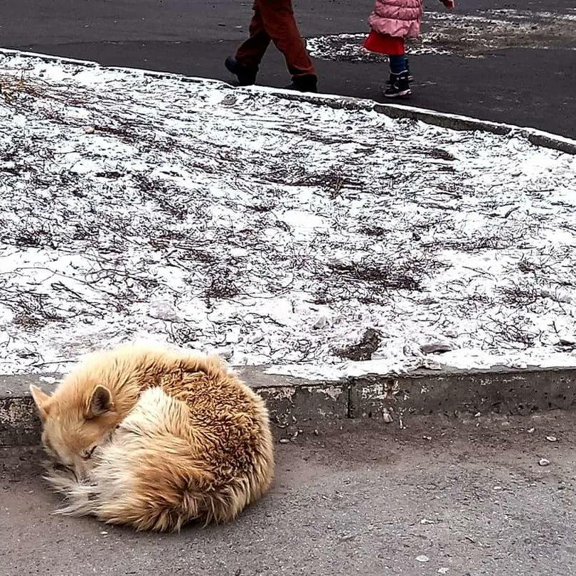 uwarf1's tweet photo. The recent photos and videos of local volunteers in Marganets are heartbreaking. The situation is so dire that we are trying to start up the first sterilizations immediately.

Please support our sterilization and vaccination efforts in Ukraine on https://t.co/M4mlg45k4o. https://t.co/V6gXWKwrsS