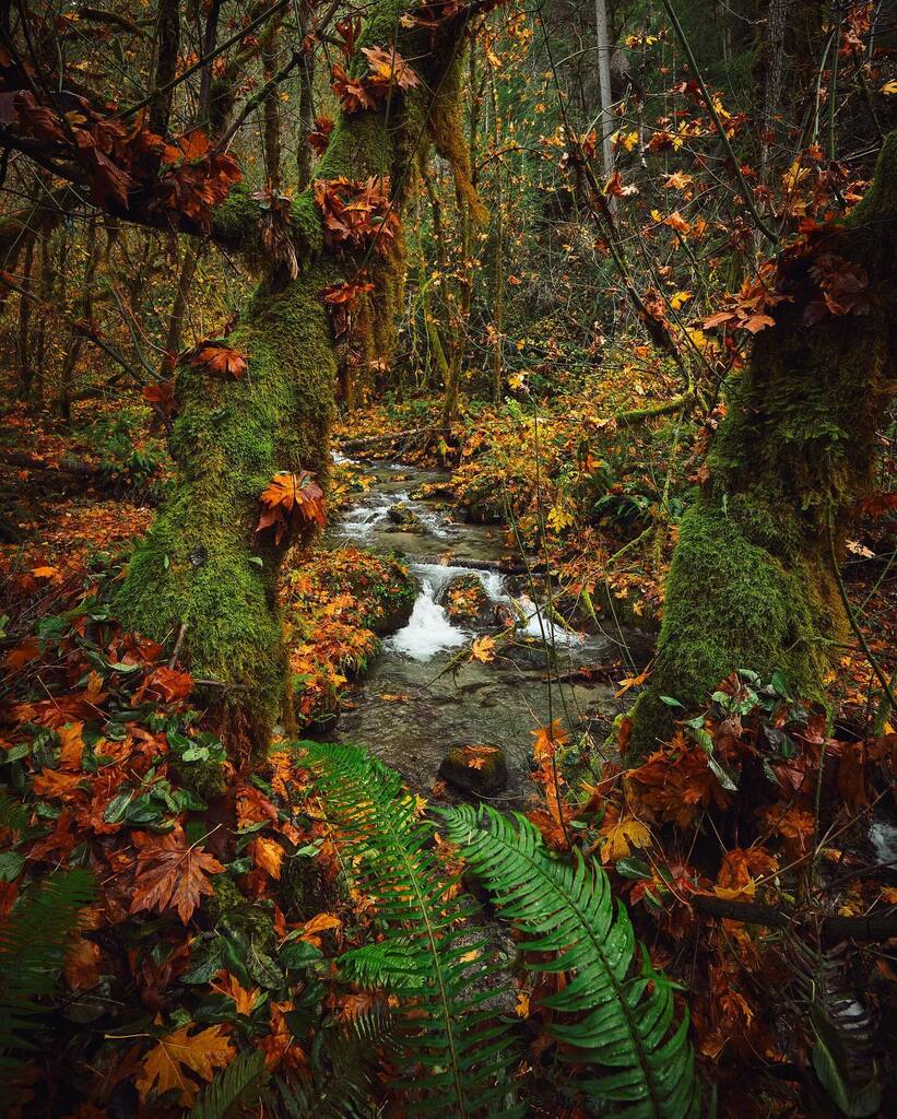 Mountain stream - NorCal

#pnw #mountainstream #flowingwater #fall #autumn #creek #pnwonderland #pnwadventures #getoutside #enchantedforest #fairyland instagr.am/p/Cn2Hru4uFbL/