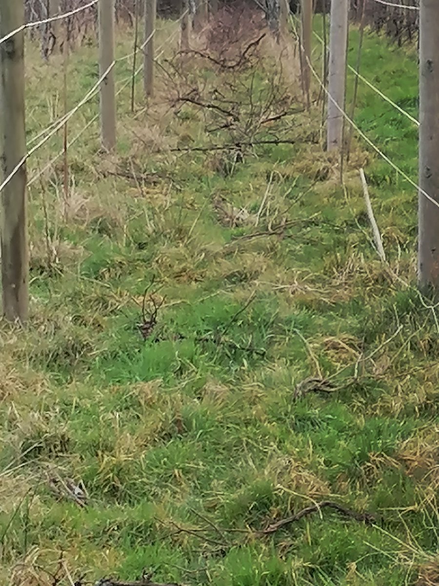VikingDrinks's tweet photo. Grubbing up Pinot noir and Bacchus, making way for 1000 Piwi varieties, disease resistant and perfect for organic growers,#pinotin #Solaris #rondo and more https://t.co/txiYWaiXu3