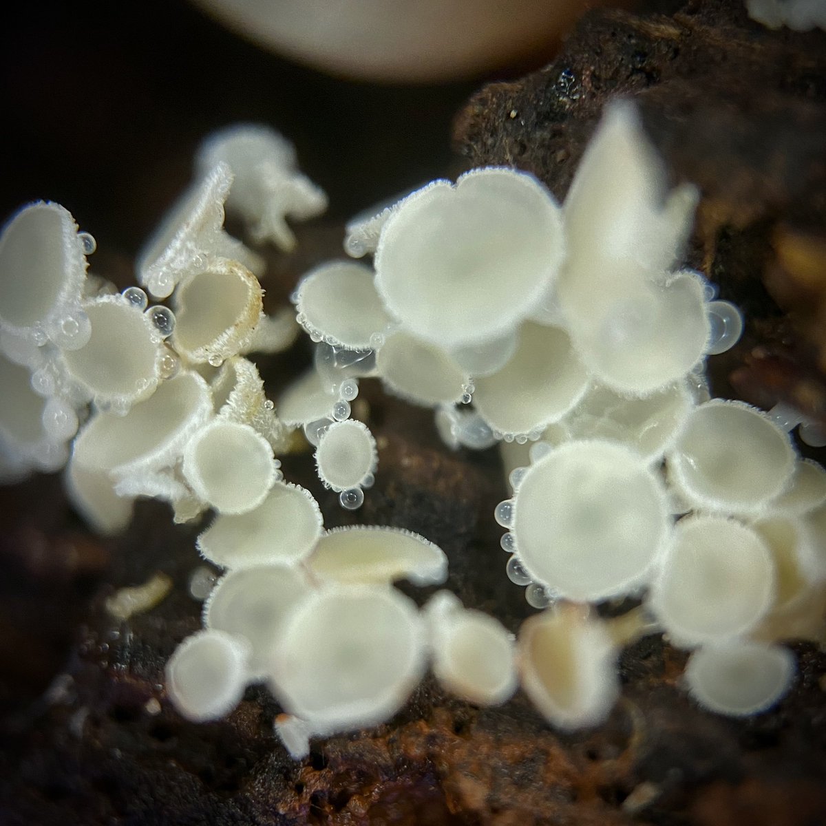 bernoid's tweet photo. Looking under logs is so much fun. There’s always loads to discover. Teeny tiny Lachnum species this time. I love ‘em 🤍 Look under logs, guys! #fungi #devonmushrooms #lookingunderlogs https://t.co/DOc9uFIvn7