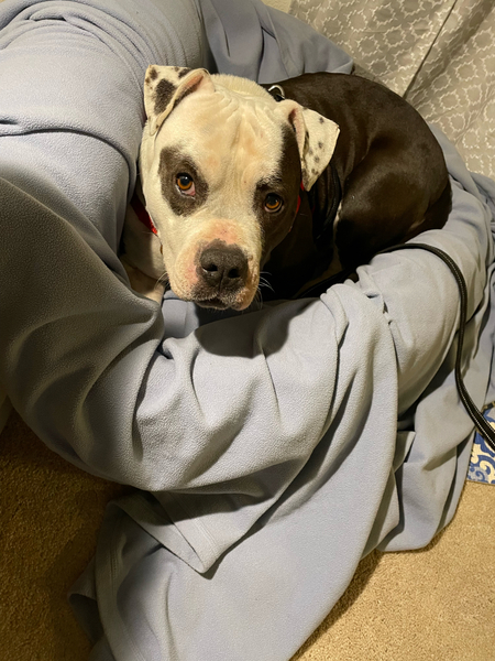 AdoptCCAnimals's tweet photo. #Dog #Loretta_CCSTCA_04 I am so sweet and gentle  https://t.co/JdINLTMSb3 https://t.co/ipAZtOPtZn