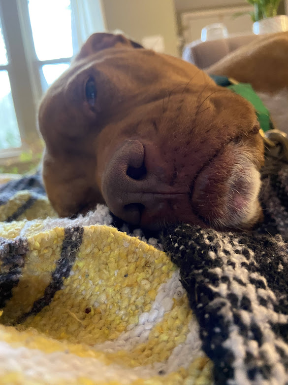 austinpetsalive's tweet photo. Midmorning naps! 
#montyweek https://t.co/4XAglyvEa7