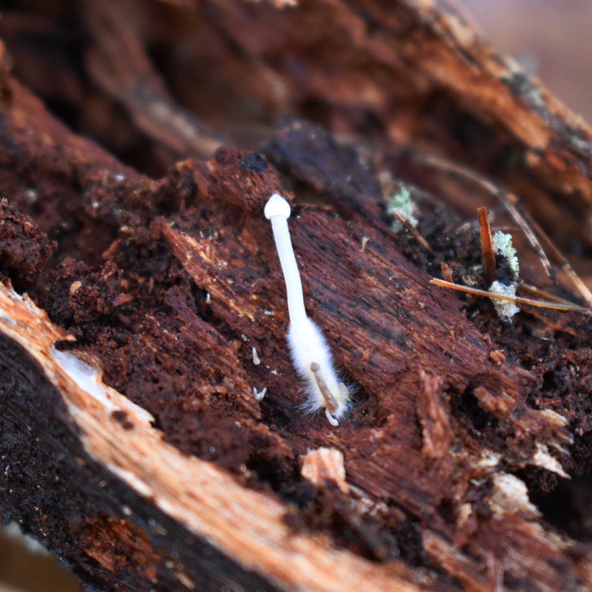 more than mushrooms tweet media