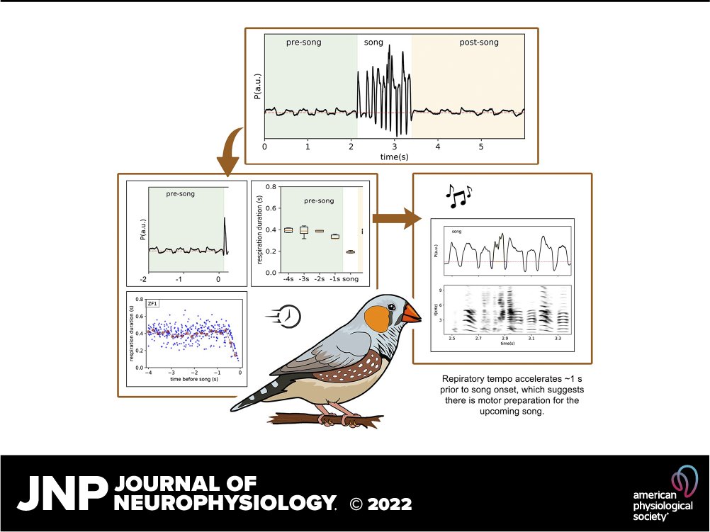 🎶New in #JNeurophysiol 'Preparing to sing: respiratory patterns underlying motor readiness for song' by Jorge M. Méndez et al. 

➡ ow.ly/vvS050Mkg1b

#MotorPlanning #SongProduction #respiration #VocalLearning #SensorimotorFeedback