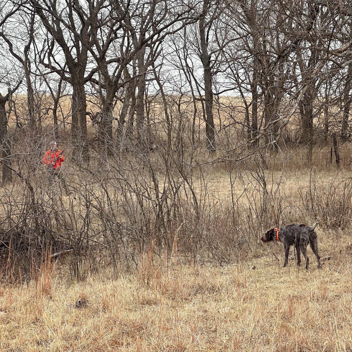 BEOUTDOORScom's tweet photo. Hairy dogs on point #birddogs #quailhunting #uplandhunting #wirehairedpointer https://t.co/vUGCmpkBhR