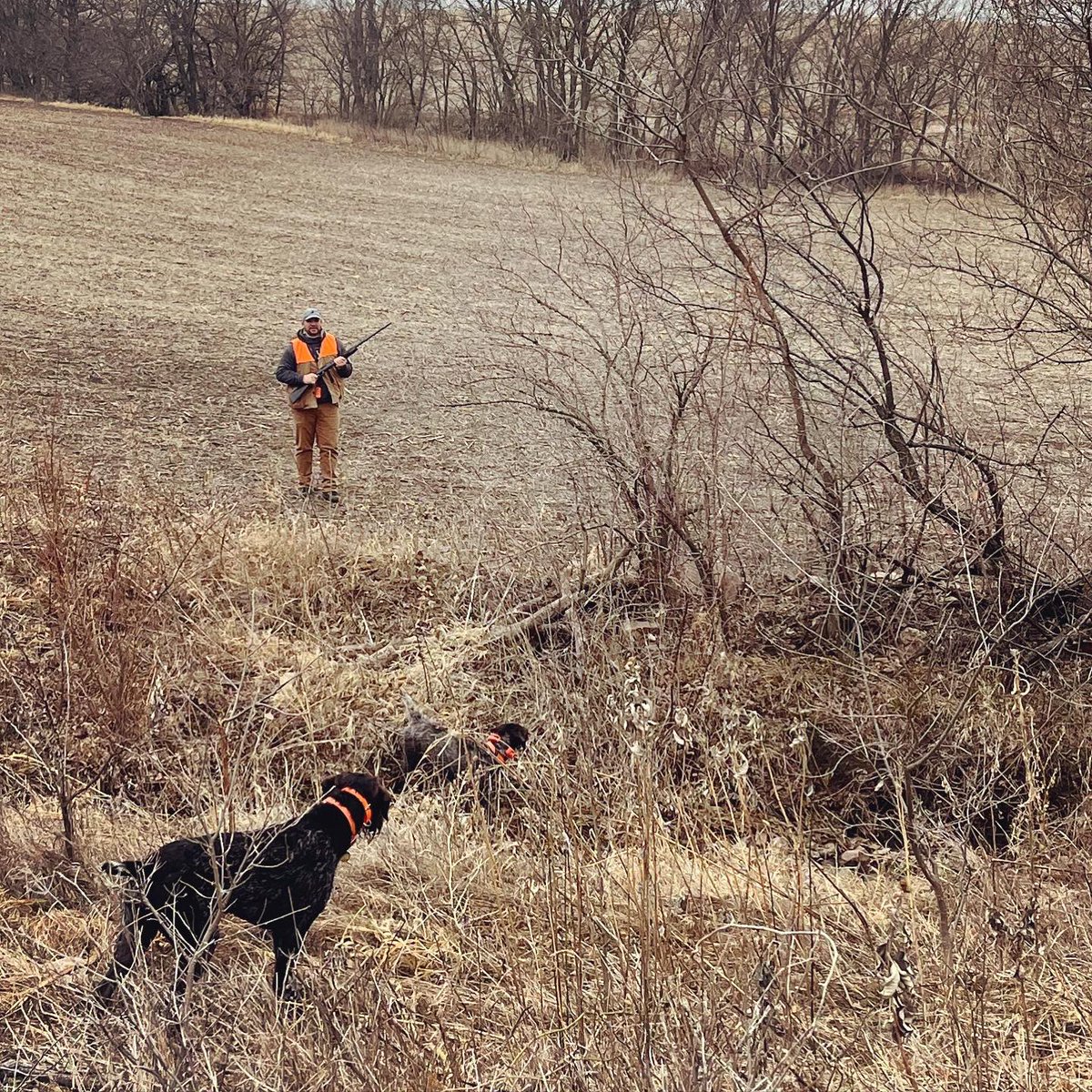 BEOUTDOORScom's tweet photo. Hairy dogs on point #birddogs #quailhunting #uplandhunting #wirehairedpointer https://t.co/vUGCmpkBhR