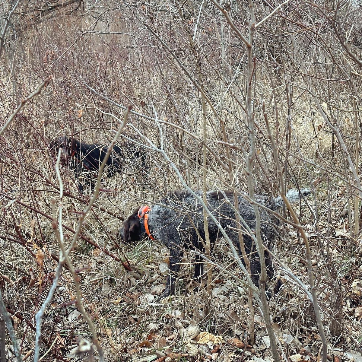 BEOUTDOORScom's tweet photo. Hairy dogs on point #birddogs #quailhunting #uplandhunting #wirehairedpointer https://t.co/vUGCmpkBhR