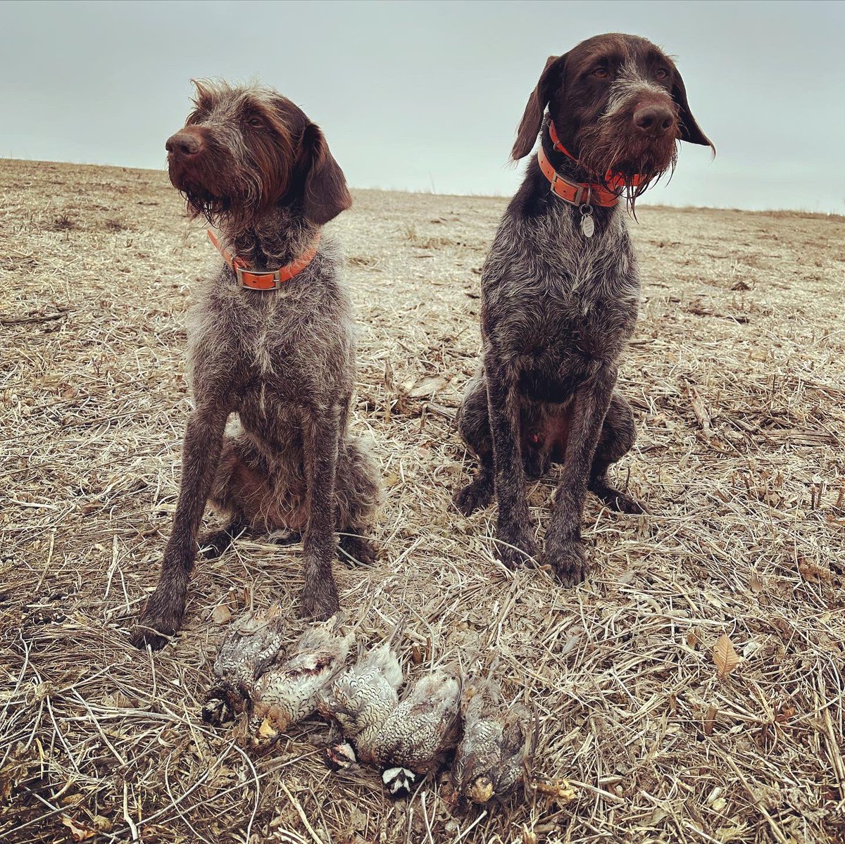 BEOUTDOORScom's tweet photo. Hairy dogs on point #birddogs #quailhunting #uplandhunting #wirehairedpointer https://t.co/vUGCmpkBhR