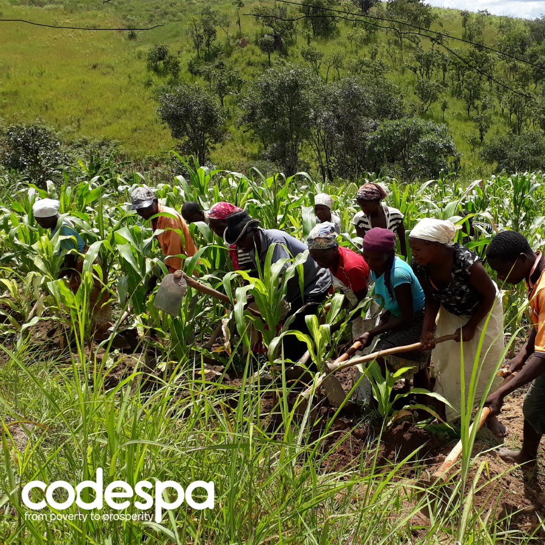 codespausa's tweet image. How did Codespa help the Cunene Province in South Angola through a drought?

1. Install water pumps close to the Cunene river.
2. Organize a field school 🏫, where farmers receive weekly classes on the best
agricultural techniques.

#highestpotential #stoppoverty