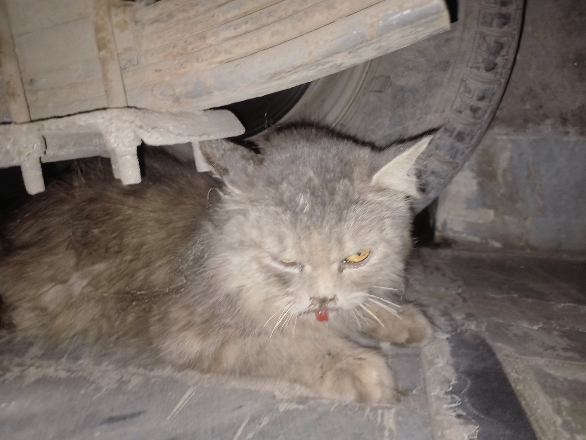 someone25936137's tweet image. Pls koi Faisalabad main cats halp center hai to please is cat ki madad kr da foran 
4 dogs na attack kiya hai kafi zakhmi halat main hai pls main isko utha kr ghr ly aya hon 
Contact 03432476858 
#catshelp #Faisalabad #catsfaisalabad
#PathaanReview #FawadChaudhry #بغاوت_اب_فرض