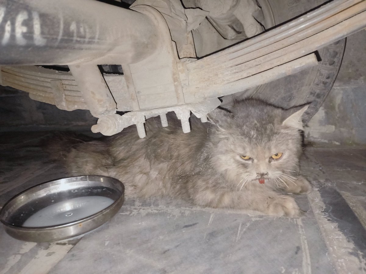 someone25936137's tweet image. Pls koi Faisalabad main cats halp center hai to please is cat ki madad kr da foran 
4 dogs na attack kiya hai kafi zakhmi halat main hai pls main isko utha kr ghr ly aya hon 
Contact 03432476858 
#catshelp #Faisalabad #catsfaisalabad
#PathaanReview #FawadChaudhry #بغاوت_اب_فرض
