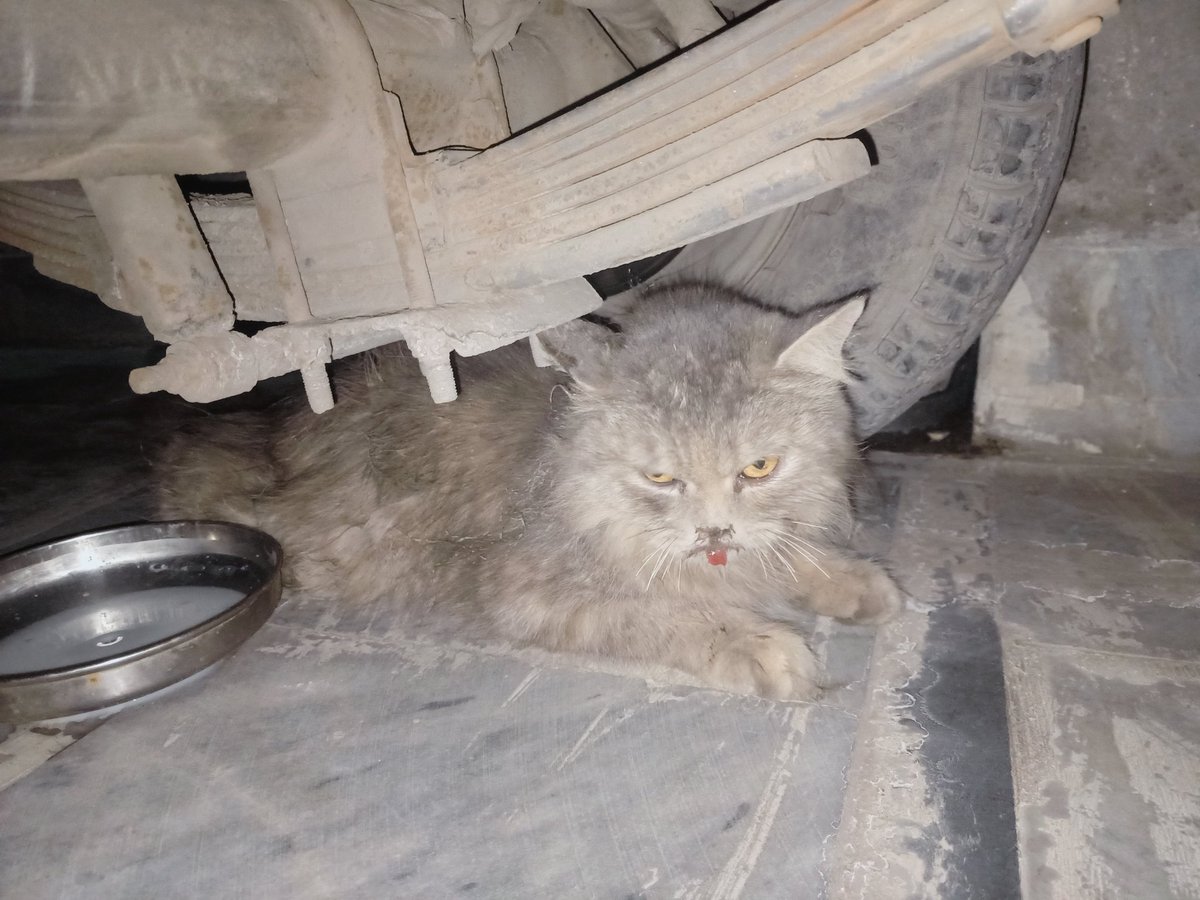someone25936137's tweet image. Pls koi Faisalabad main cats halp center hai to please is cat ki madad kr da foran 
4 dogs na attack kiya hai kafi zakhmi halat main hai pls main isko utha kr ghr ly aya hon 
Contact 03432476858 
#catshelp #Faisalabad #catsfaisalabad
#PathaanReview #FawadChaudhry #بغاوت_اب_فرض