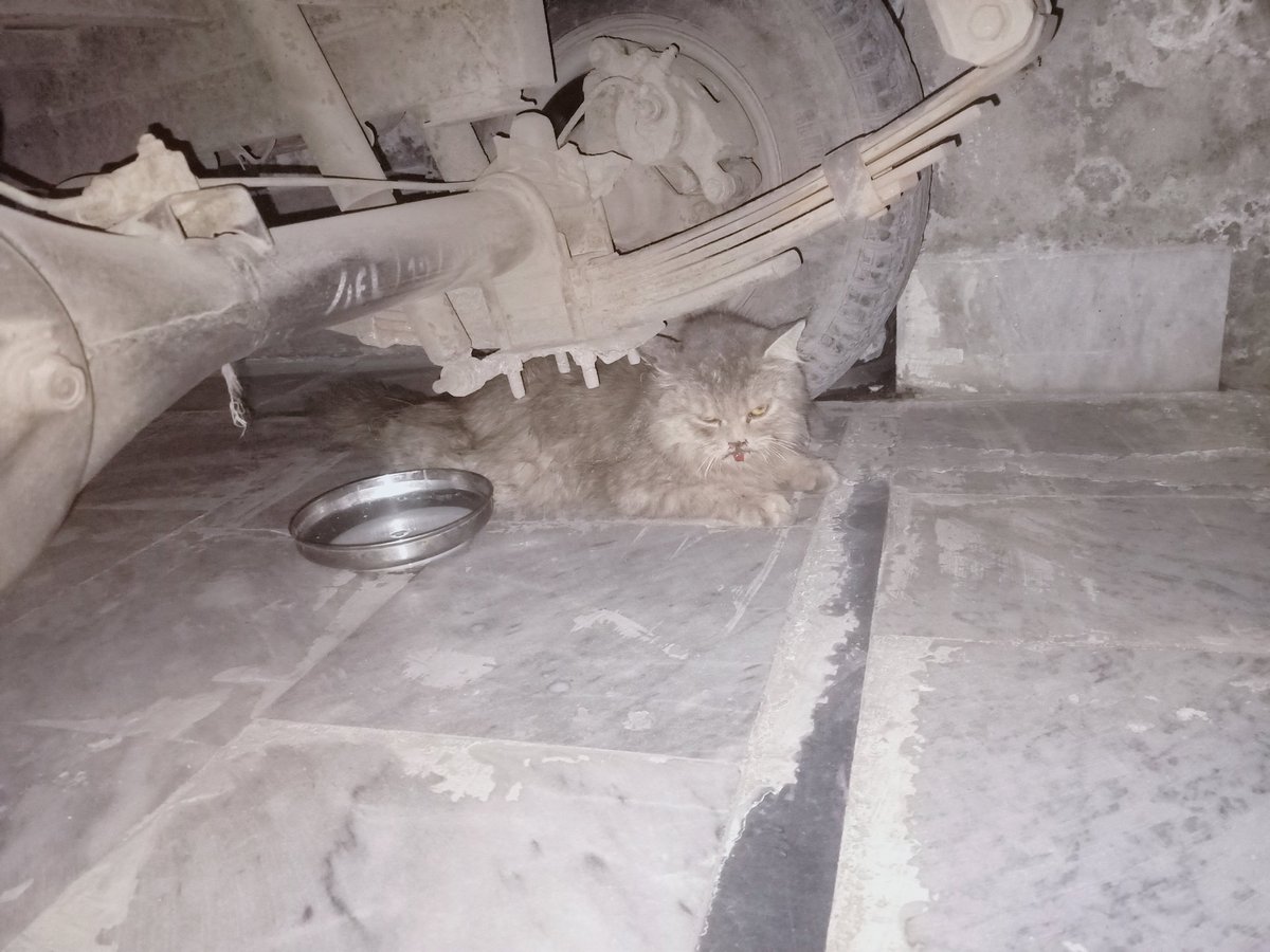 someone25936137's tweet image. Pls koi Faisalabad main cats halp center hai to please is cat ki madad kr da foran 
4 dogs na attack kiya hai kafi zakhmi halat main hai pls main isko utha kr ghr ly aya hon 
Contact 03432476858 
#catshelp #Faisalabad #catsfaisalabad
#PathaanReview #FawadChaudhry #بغاوت_اب_فرض