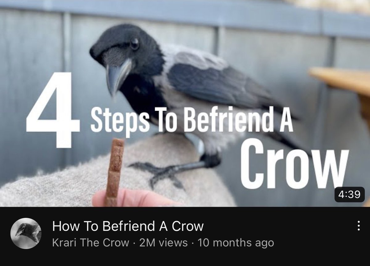 Classic move <a href="/YouTube/">YouTube</a> - I go to do some #ABSITE review but then you entice me with this and I’m down the rabbit hole FOREVER 🐦🐤🐧