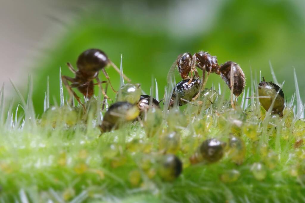 FotografieErik's tweet image. Ant cows getting milked. #Ants #aphis #macro #macrofotography #macrofotografie #macrofoto #macrolovers #nfnl_macro #cameranu_nl #natuurfoto #natuurfotografie_nl #natuurfotosnederland #natuurfotografie #insectsofinstagram #insectfotography #insectoftheday… instagr.am/p/Cn2OV_6KOUF/