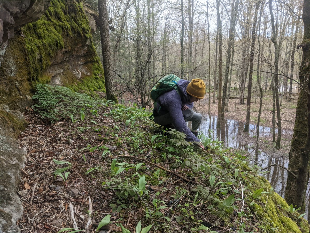 NewEngBotanical's tweet photo. Please RT! #NEBS Grad Student Research Award program is accepting proposals thru Feb. 1st - up to $3000 toward projects relating to the flora of New England: Botany, systematics, plant ecology, genetics, biogeography, ecophysiology, etc. See https://t.co/stttIH61uM for more info https://t.co/RlTVjLxMP1