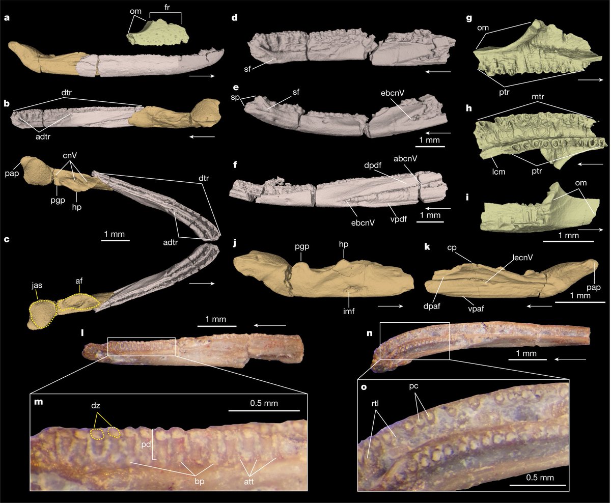 Very exciting day for #amphibian research with our new paper led by Ben Kligman out in @nature; we report the #FunkyWorm, the oldest record of #caecilians, from @PetrifiedNPS 

📜: nature.com/articles/s4158…

Usual blog post: bryangee.weebly.com/blog/new-publi…

And a short 🧵 from me below: