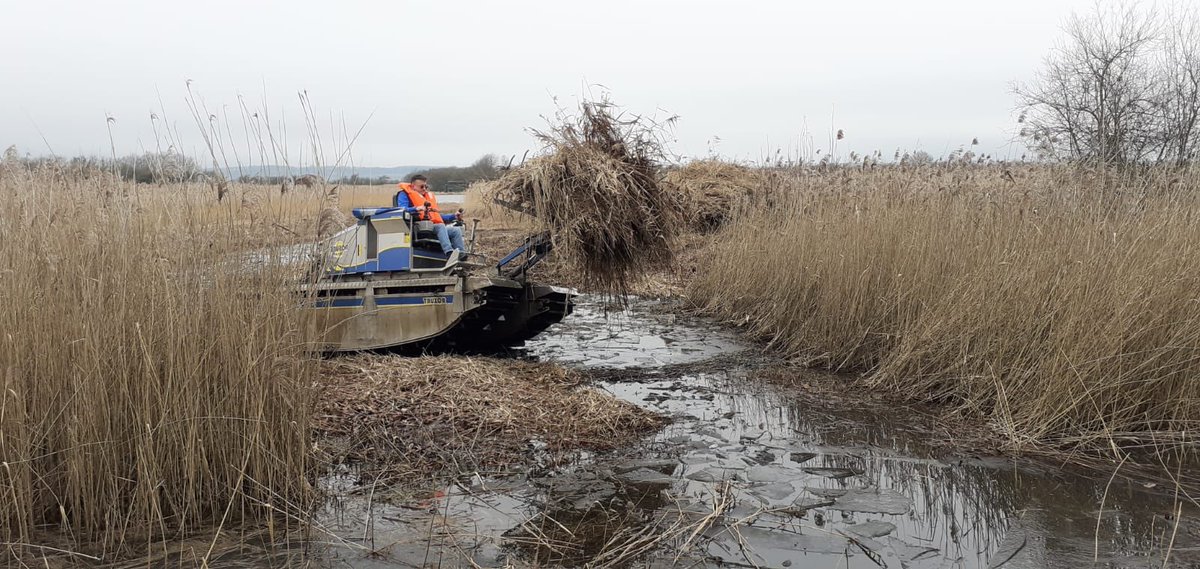 LWT Wild News on Twitter "Reedbed management and hedge laying the