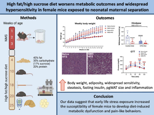 High fat/high sucrose diet worsens #metabolic outcomes and widespread hypersensitivity following early life stress exposure in female mice (Frick, <a href="/OliviaEllerPhD/">Olivia Eller</a>, <a href="/BeccaForight/">Dr. Becca Foright</a>, <a href="/john_thyfault/">John Thyfault (TeeFo)</a>, <a href="/DrJChristianson/">Julie Christianson</a> et al. <a href="/KUMedCenter/">KU Medical Center</a>) - new in <a href="/AJPRegu/">AJP-Regulatory, Integrative Comparative Physiology</a> 

ow.ly/sL4N50MA9IS