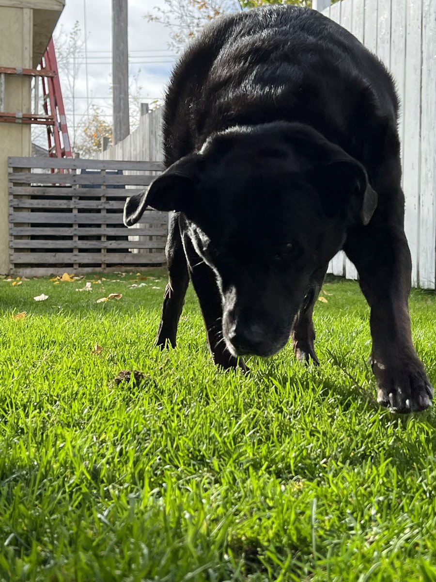 cassidydowney's tweet photo. Pets are so important. 

I hope you’re running your legs off with your big smile and there are endless bananas for you. 

I love you forever https://t.co/d22vmsr7dW