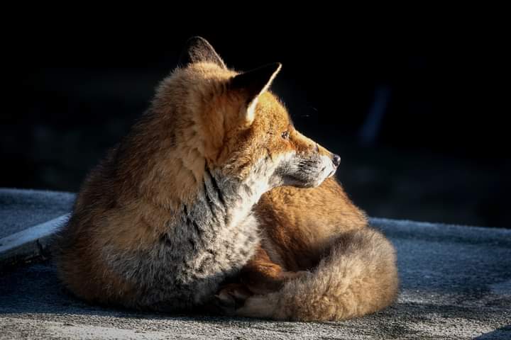 ABeautifulIsla1's tweet photo. @TheSaveMeTrust This rather beautiful fox popped by the other day. https://t.co/tFqJ6oAU54
