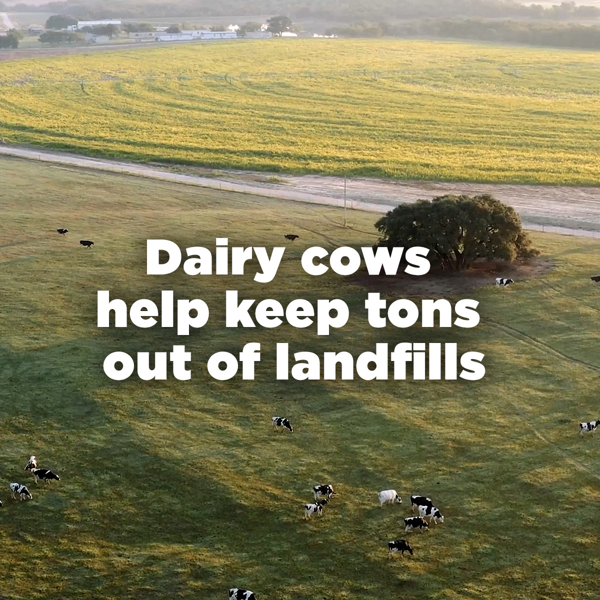 Much of a dairy cow's carefully-balanced diet comes from recycled material that would otherwise end up in a landfill - like brewers' grain and cottonseed hulls.

Learn all about it in our 360 dairy tour: dairytour360.com