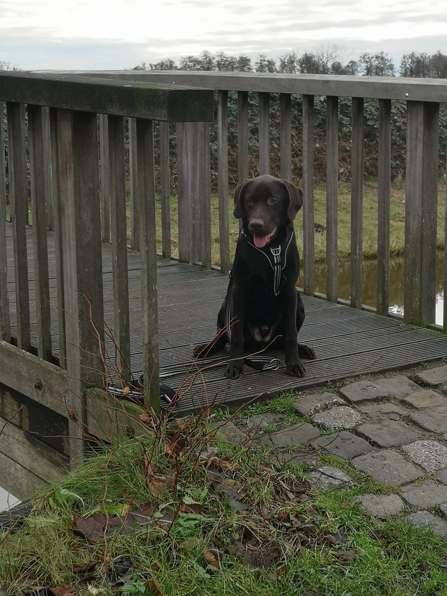 🥰weil uns jeden Tag zum Lachen bringst #Lieblingshund #DogLover #Labrador