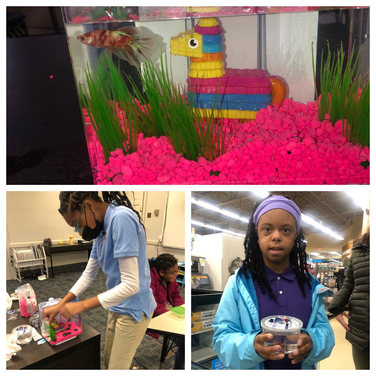 PhilipsAcadNC's tweet image. Introducing Tangerine! A trip to @petco with some plus/minus debates and budgeting decisions led to the selection of our new favorite Beta fish. #animalcare #vocationtraining #voctech #classpet #everybodyworkswednesday