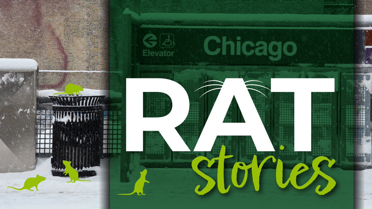 SenesTech's tweet photo. Chicago is now the ""rattiest"" city in America, so it's only a matter of time before we meet viral sensation Deep Dish Pizza Rat. https://t.co/M08y2h7kne
#RatControl #PestControl #SafeRatSex #Rat #Rodent #ContraPest #RatContraceptive #RatInfestation #RatReproduction https://t.co/02XwOI1HNN