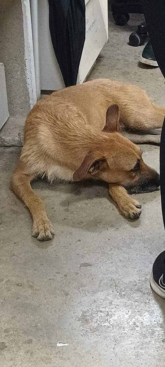 Meu amigo dog cientista veio nos prestigiar com uma visita no lab hoje 😂