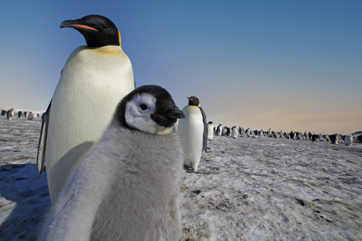 south-carolina-state-museum-on-twitter-waddle-along-with-penguins-in