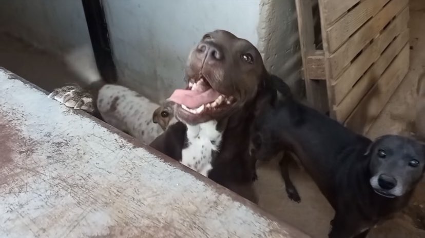 Helenproteccion's tweet photo. Hello people🤍🐶‼️thanks to those who have supported by sharing my posts🙏🏻🙌🏻we need all the support we can,we still don't receive enough help and we have only been able to buy one bag since we asked for your help,please help us buy more food for the herd,they will be very happy🥺 https://t.co/guMS9XzBp2