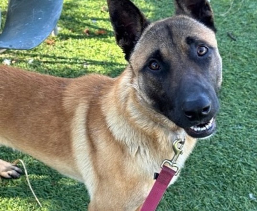 mapleveewesem's tweet image. 🆘💔🆘 Downey #California ACC made STINE, a yo 58 lb Malinois, rescue only & given him his final notice. Why? He only likes female handlers 🙄  Notice expires Fri 1-27 a.m. Please #PLEDGE for rescue, & offer to #FOSTER if you can 🙏 info ⬇ 
#A5525799 #dogsoftwitter