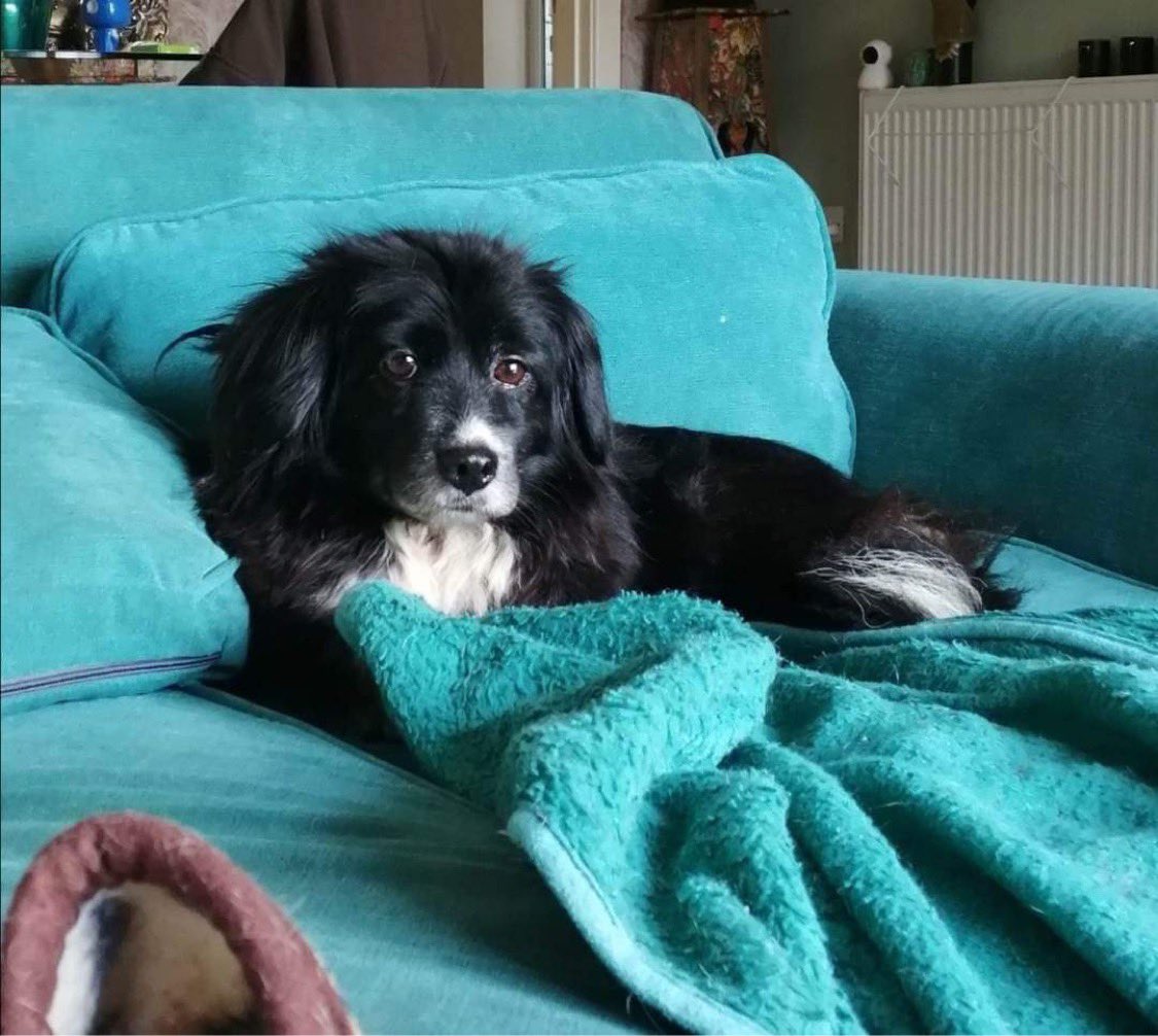 thedogteamuk's tweet photo. This lovely @thedogteamuk girl is looking for a home. She is a Korean dogmeat survivor but is very very scared even though she has been in the UK sometime. Please Rt to help find her a suitable knowledgeable home #dogs #RESCUE #foreverhome please DM us if you can help https://t.co/VlWPNyRoJJ