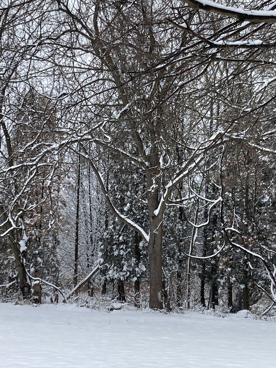 Always love to see the #snow on the trees.
#YorkCountyPA