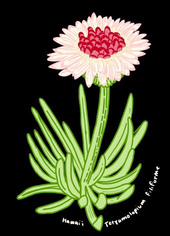 Nina (@ninawitteveen) on Twitter photo <a href="/lizzie_roeble/">Lizzie Roeble</a> got me all excited about Asteraceae ๐ปThank you for an inspiring lecture, I love your drawings! #Asteraceae #digitalpainting <a href="/lizzie_roeble/">Lizzie Roeble</a> got me all excited about Asteraceae ๐ปThank you for an inspiring lecture, I love your drawings! #Asteraceae #digitalpainting