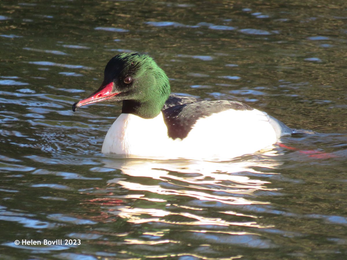 HBovill's tweet photo. Goosanders in Pickering Park, Hull last week. Such stunning birds - it's always a joy to see these, one of my favourite ducks!
#Goosanders #Hull https://t.co/8NOpBcVeJe