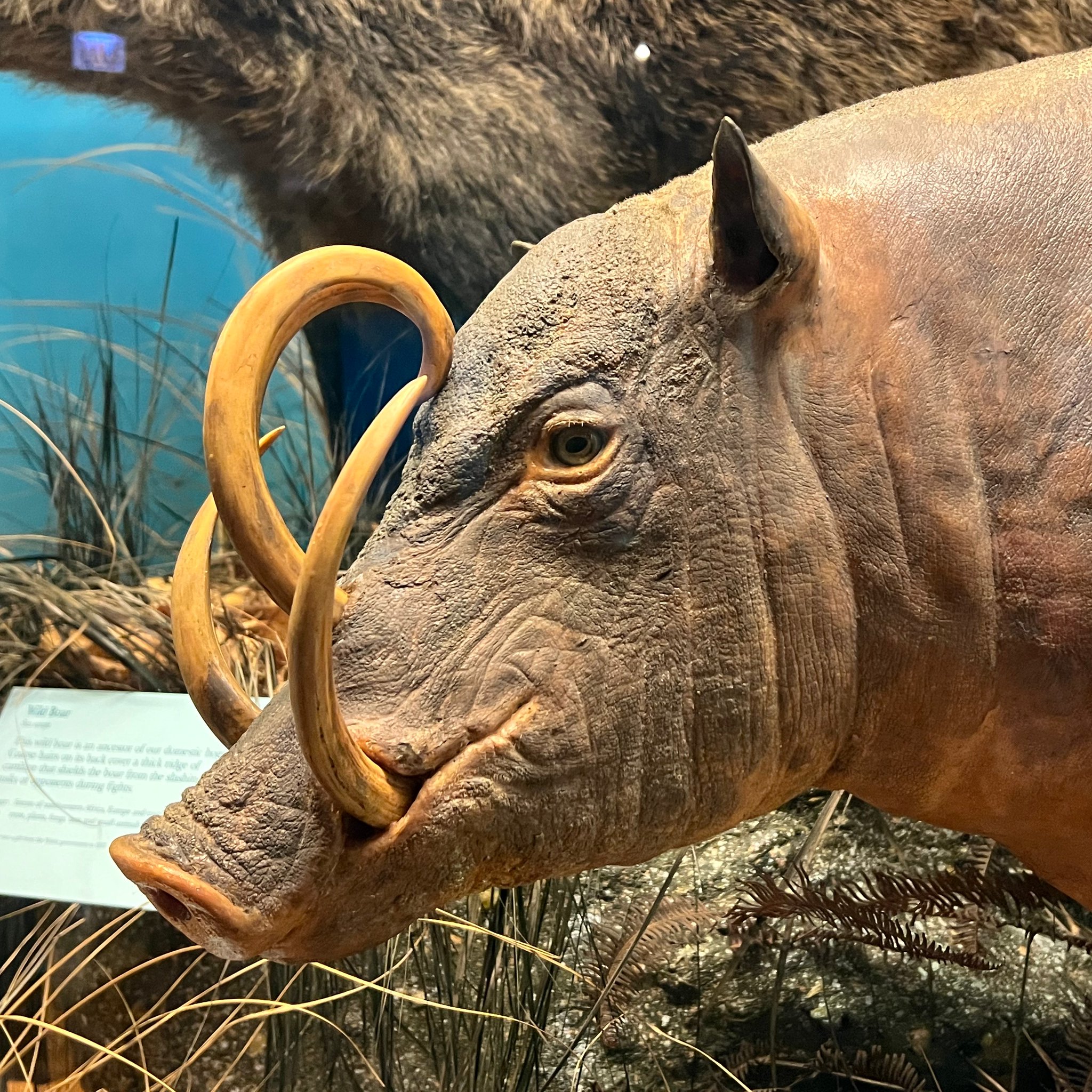 Field Museum on Twitter ""Don't be ridiculous, Andrea everybody wants