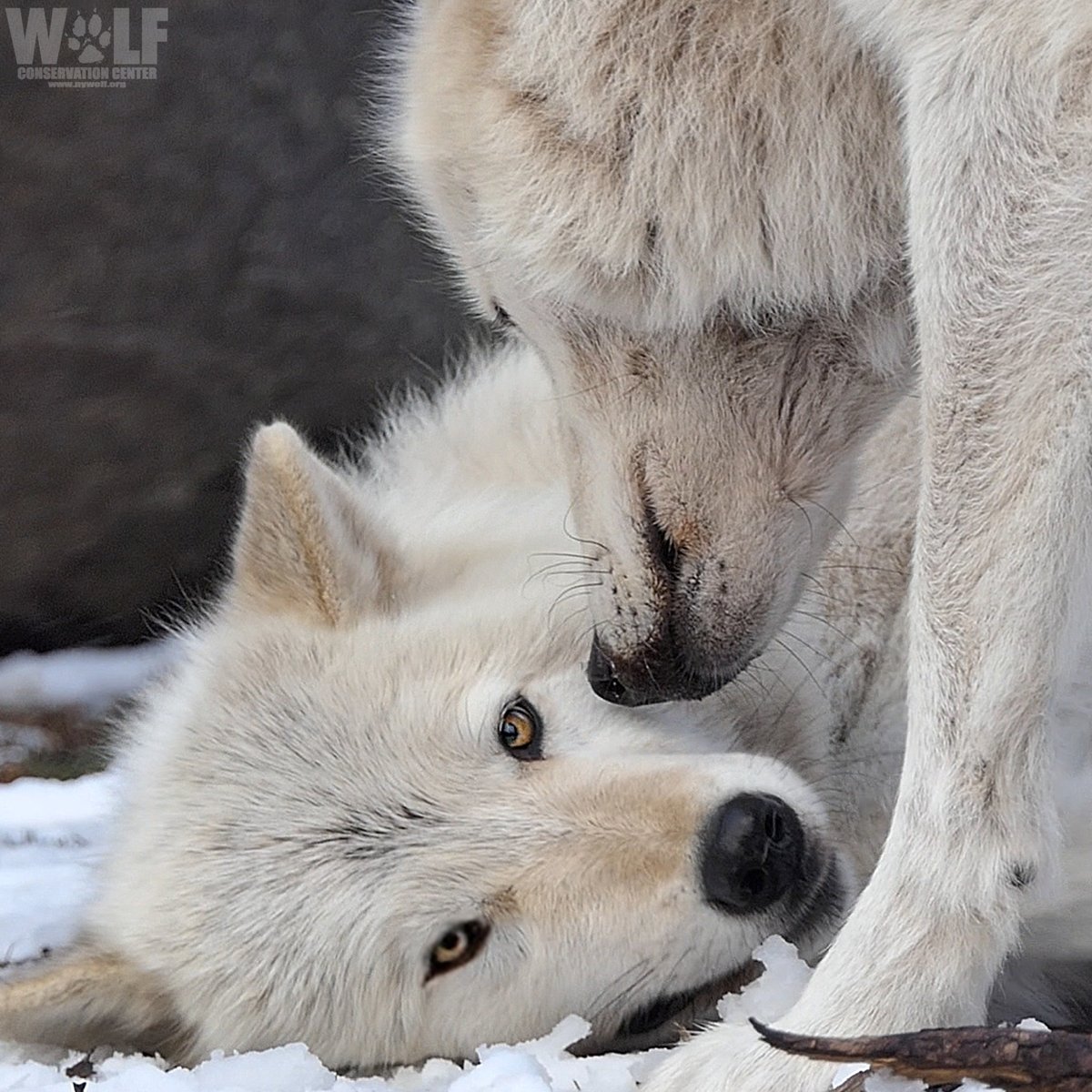 Psst... 
Wolves are essential. Pass it on 🐺