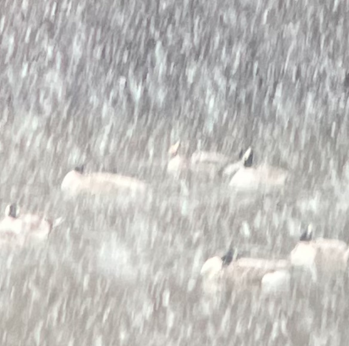 Name that rare goose!