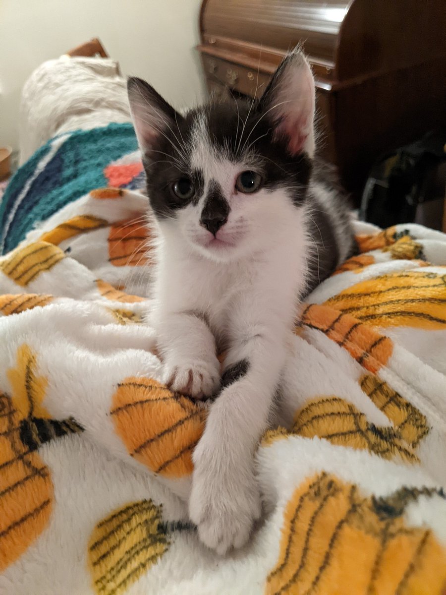 Providence_AC's tweet photo. Signing off this #WhiskersWednesday with the most adorable #ACCTtoPAC kitten, Pocono, who makes his adoption debut tomorrow at noon! Be sure to stop by & meet our available cats and kittens – like him! Questions? Text our adoption team at 610-566-4575. https://t.co/BNKtCI9HZe
