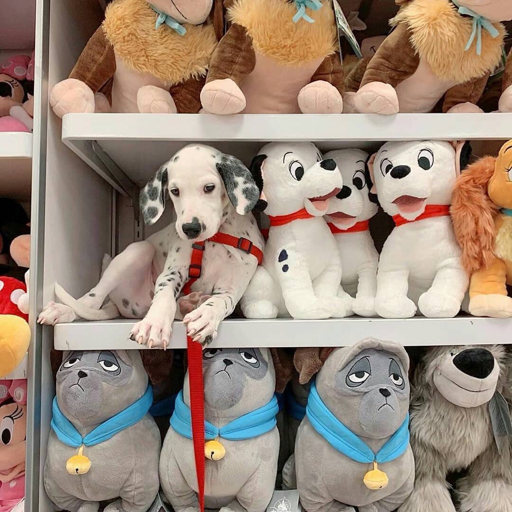 “será se sou um ursinho de pelúcia?”