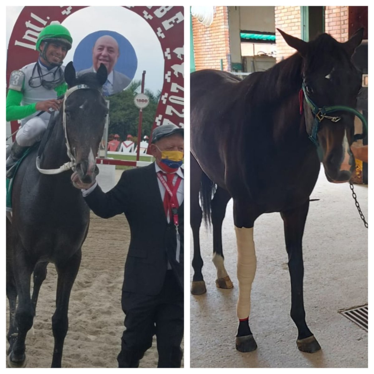 El potro Zio Giaccof, ganador del Clásico Cañonero (Grado 1) 2022 en el Hipódromo La Rinconada, fue operado tras presentar fractura en el carpo del miembro anterior derecho. 🏇

💥Su evolución inmediata es satisfactoria. Lo veremos muy pronto de nuevo en la pista. 

#hipismo