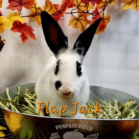 Flapjack is a playful, young American from #HamptonBays, NY. petfinder.com/petdetail/5912…