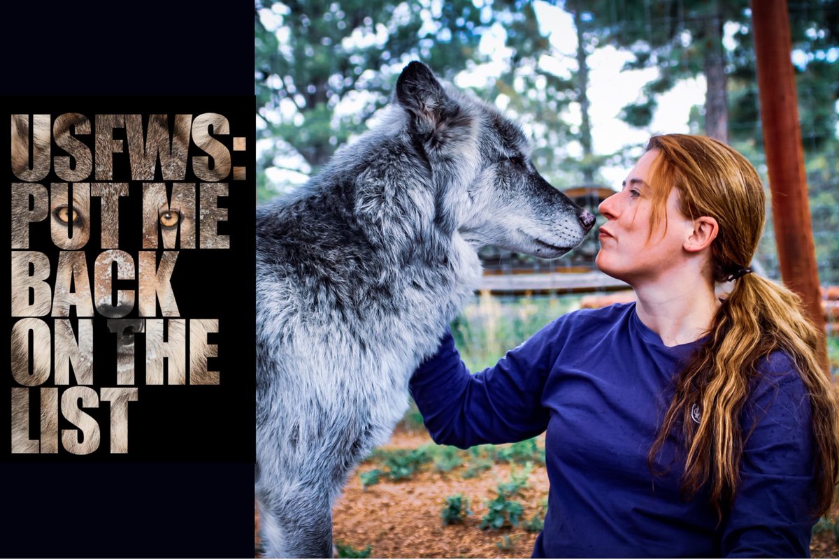 katharineknott's tweet photo. @USFWS @DebHaalandNM WOLVES CAN’T WAIT! Release the gray #wolf status review! #relistwolves #relistwolvesactionday @ProjectCoyote @relistwolves @Wolves_at_CWWC @WolvesOfRockies @CenterForBioDiv @Suzanne__Stone #usfws https://t.co/daOofyNZ5U